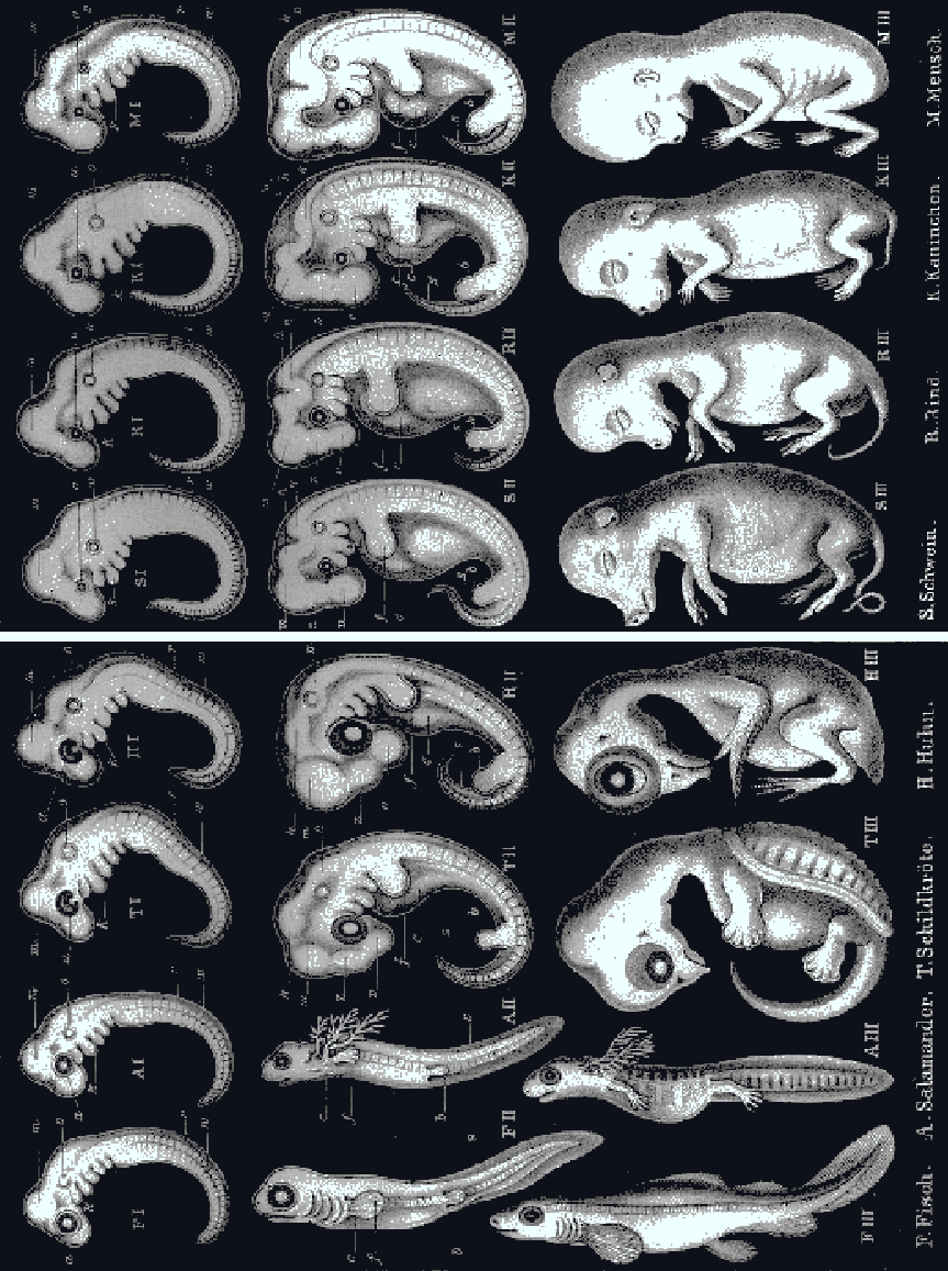 Illustrations of dog and human embryos
